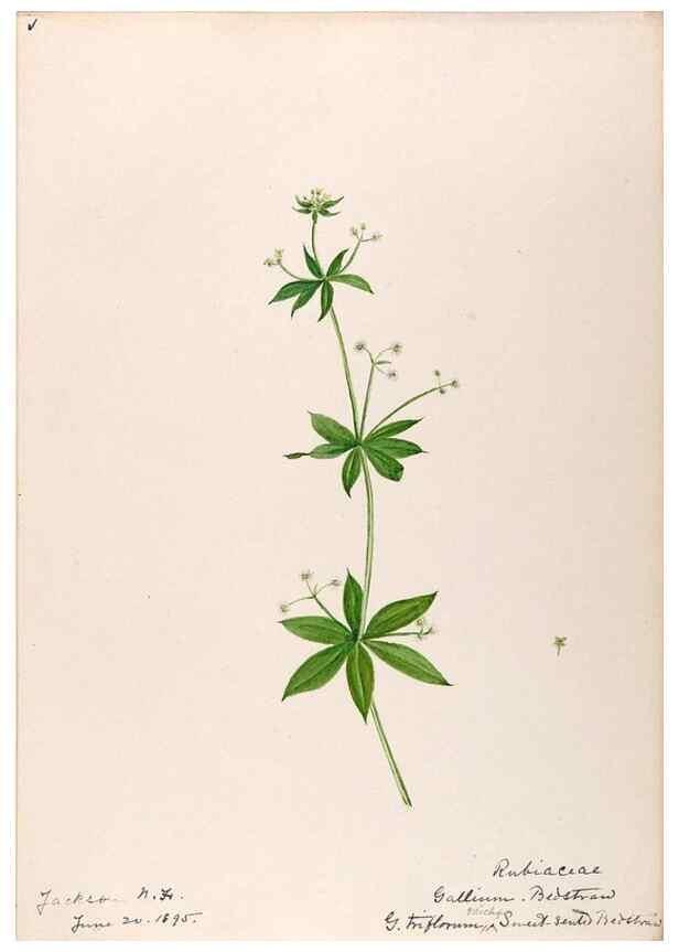 Reproducción/Reproduction 48789286046: [Water-color sketches of plants of North America and Europe]. . 
