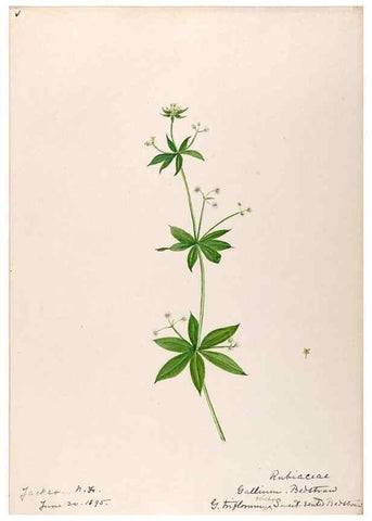 Reproducción/Reproduction 48789286046: [Water-color sketches of plants of North America and Europe]. . 