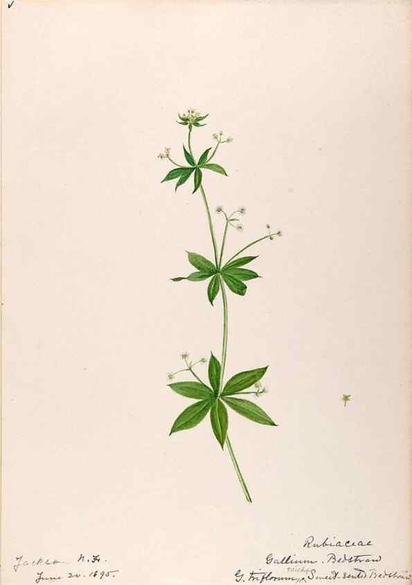 Reproducción/Reproduction 48789286046: [Water-color sketches of plants of North America and Europe]. . 