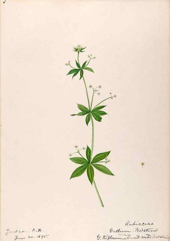 Reproducción/Reproduction 48789286046: [Water-color sketches of plants of North America and Europe]. . 