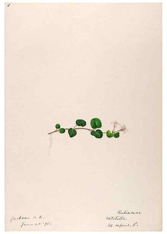 Reproducción/Reproduction 48789434022: [Water-color sketches of plants of North America and Europe]. . 