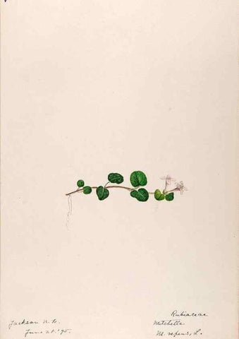 Reproducción/Reproduction 48789434022: [Water-color sketches of plants of North America and Europe]. . 