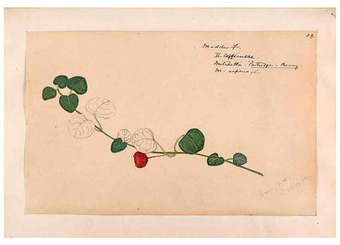 Reproducción/Reproduction 48788925248: [Water-color sketches of plants of North America and Europe]. . 