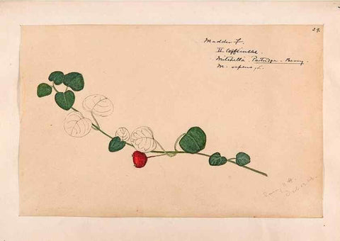 Reproducción/Reproduction 48788925248: [Water-color sketches of plants of North America and Europe]. . 
