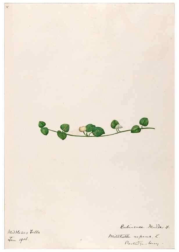 Reproducción/Reproduction 48789435402: [Water-color sketches of plants of North America and Europe]. . 