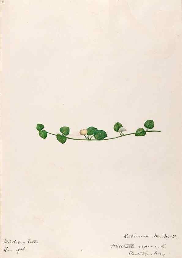 Reproducción/Reproduction 48789435402: [Water-color sketches of plants of North America and Europe]. . 
