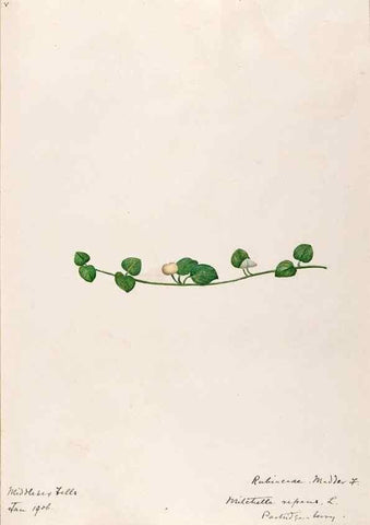 Reproducción/Reproduction 48789435402: [Water-color sketches of plants of North America and Europe]. . 