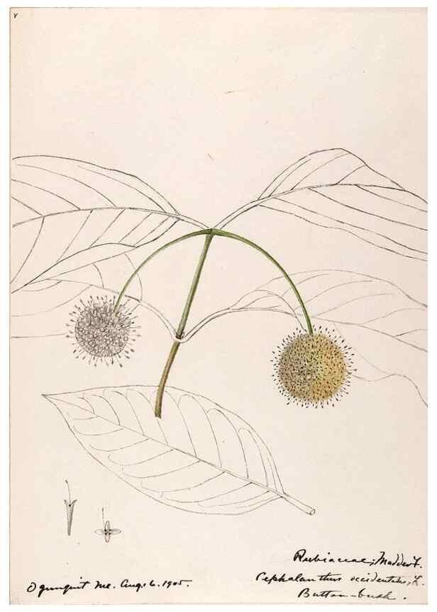 Reproducción/Reproduction 48789288931: [Water-color sketches of plants of North America and Europe]. . 