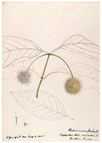 Reproducción/Reproduction 48789288931: [Water-color sketches of plants of North America and Europe]. . 