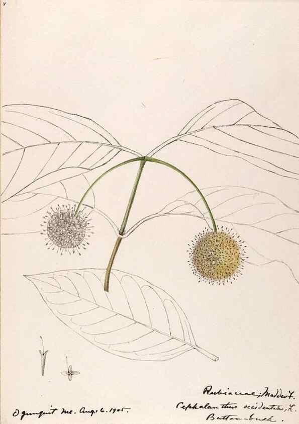 Reproducción/Reproduction 48789288931: [Water-color sketches of plants of North America and Europe]. . 