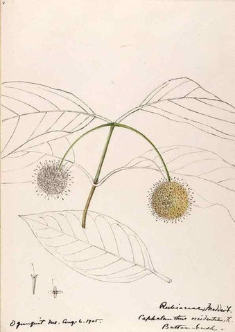 Reproducción/Reproduction 48789288931: [Water-color sketches of plants of North America and Europe]. . 