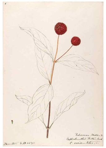 Reproducción/Reproduction 48788927358: [Water-color sketches of plants of North America and Europe]. . 