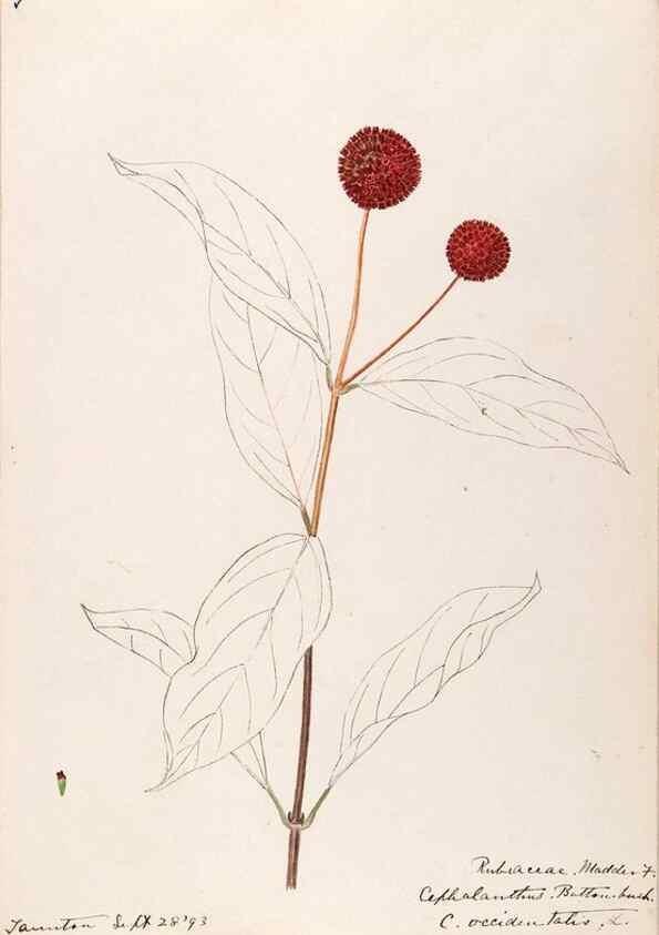 Reproducción/Reproduction 48788927358: [Water-color sketches of plants of North America and Europe]. . 