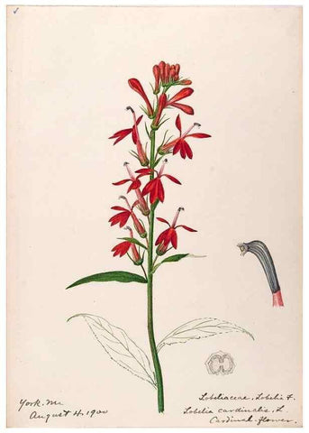 Reproducción/Reproduction 48788940383: [Water-color sketches of plants of North America and Europe]. . 