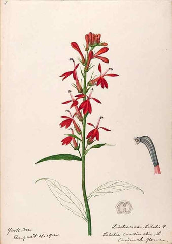 Reproducción/Reproduction 48788940383: [Water-color sketches of plants of North America and Europe]. . 