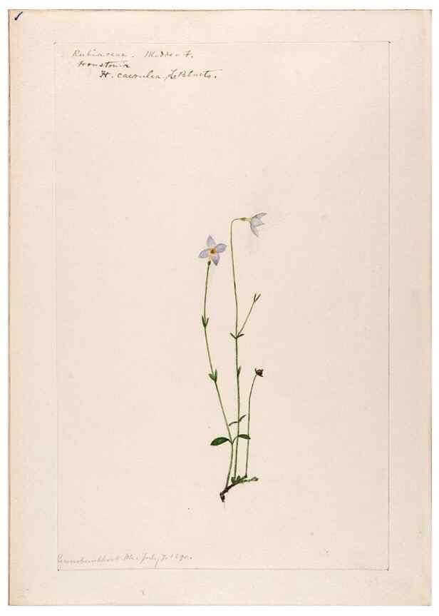 Reproducción/Reproduction 48788928098: [Water-color sketches of plants of North America and Europe]. . 