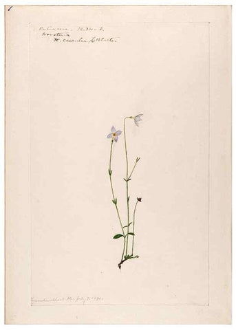 Reproducción/Reproduction 48788928098: [Water-color sketches of plants of North America and Europe]. . 