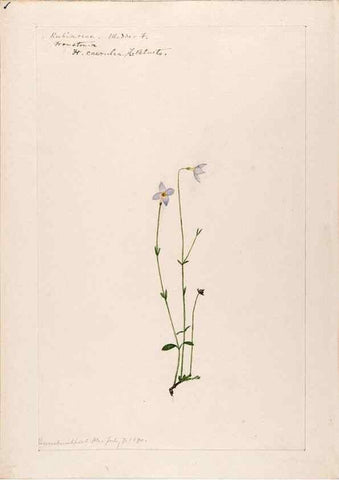 Reproducción/Reproduction 48788928098: [Water-color sketches of plants of North America and Europe]. . 