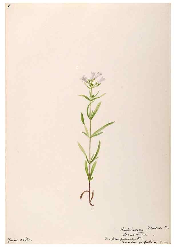 Reproducción/Reproduction 48789291491: [Water-color sketches of plants of North America and Europe]. . 