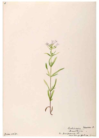 Reproducción/Reproduction 48789291491: [Water-color sketches of plants of North America and Europe]. . 