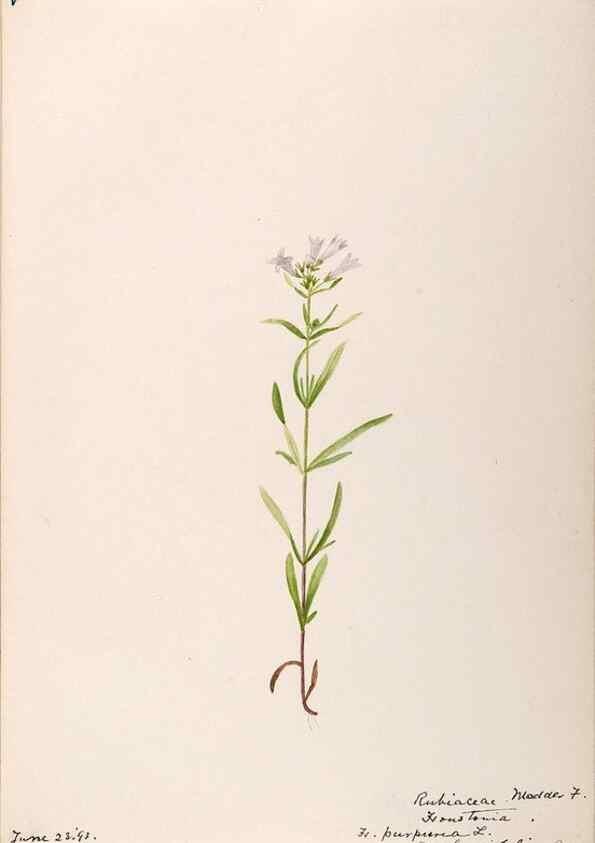 Reproducción/Reproduction 48789291491: [Water-color sketches of plants of North America and Europe]. . 