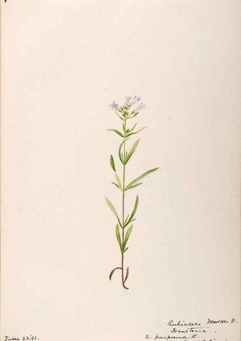 Reproducción/Reproduction 48789291491: [Water-color sketches of plants of North America and Europe]. . 
