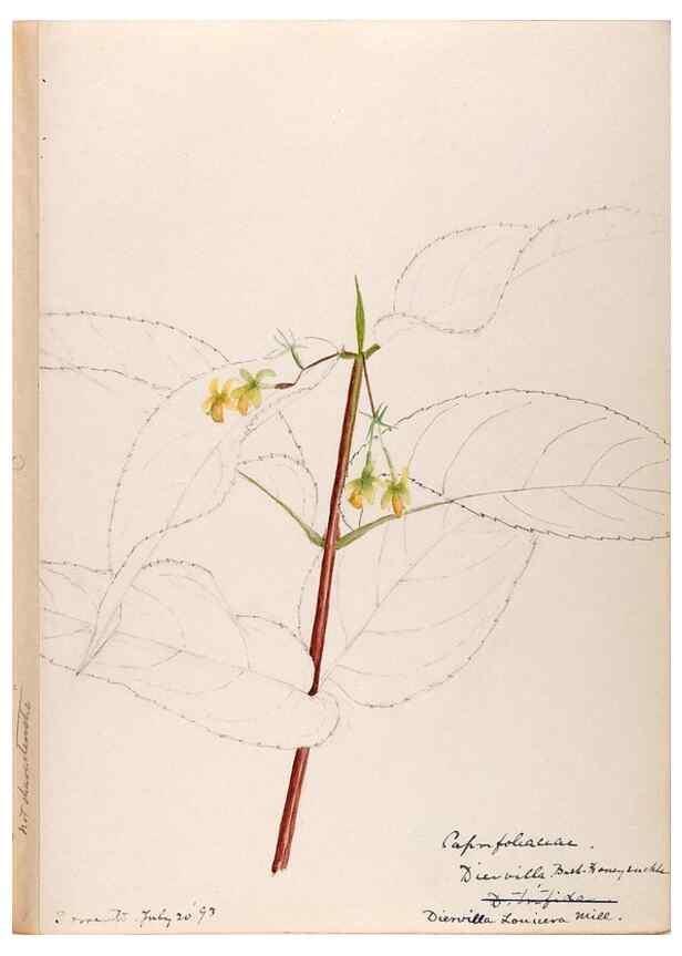 Reproducción/Reproduction 48789292166: [Water-color sketches of plants of North America and Europe]. . 