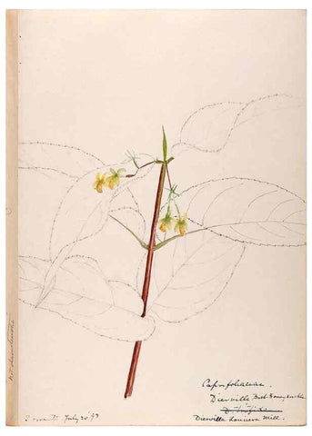 Reproducción/Reproduction 48789292166: [Water-color sketches of plants of North America and Europe]. . 