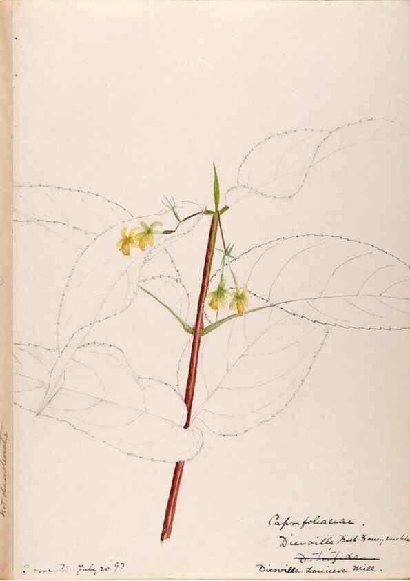 Reproducción/Reproduction 48789292166: [Water-color sketches of plants of North America and Europe]. . 