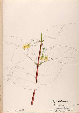 Reproducción/Reproduction 48789292166: [Water-color sketches of plants of North America and Europe]. . 