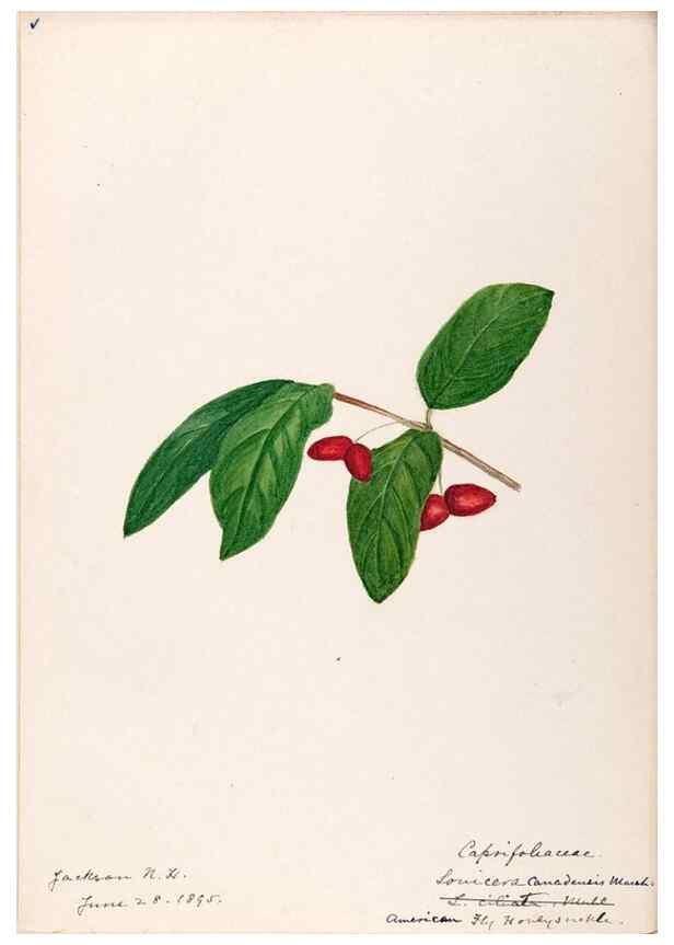 Reproducción/Reproduction 48789292886: [Water-color sketches of plants of North America and Europe]. . 