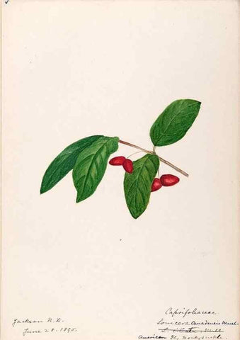 Reproducción/Reproduction 48789292886: [Water-color sketches of plants of North America and Europe]. . 