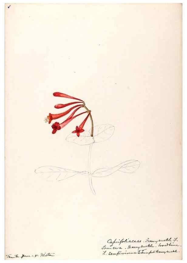 Reproducción/Reproduction 48789293536: [Water-color sketches of plants of North America and Europe]. . 