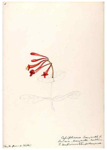 Reproducción/Reproduction 48789293536: [Water-color sketches of plants of North America and Europe]. . 