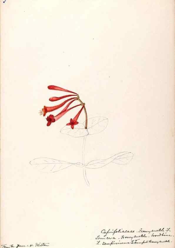 Reproducción/Reproduction 48789293536: [Water-color sketches of plants of North America and Europe]. . 