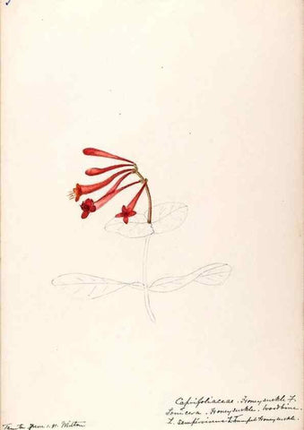 Reproducción/Reproduction 48789293536: [Water-color sketches of plants of North America and Europe]. . 