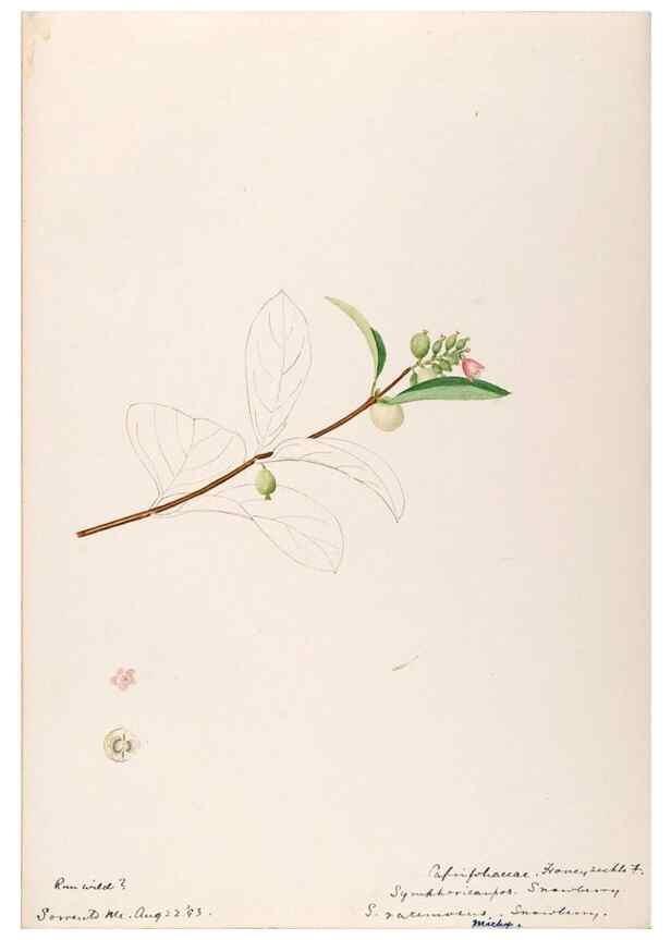 Reproducción/Reproduction 48789293946: [Water-color sketches of plants of North America and Europe]. . 