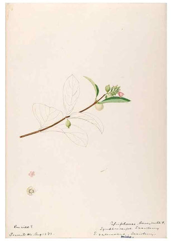 Reproducción/Reproduction 48789293946: [Water-color sketches of plants of North America and Europe]. . 