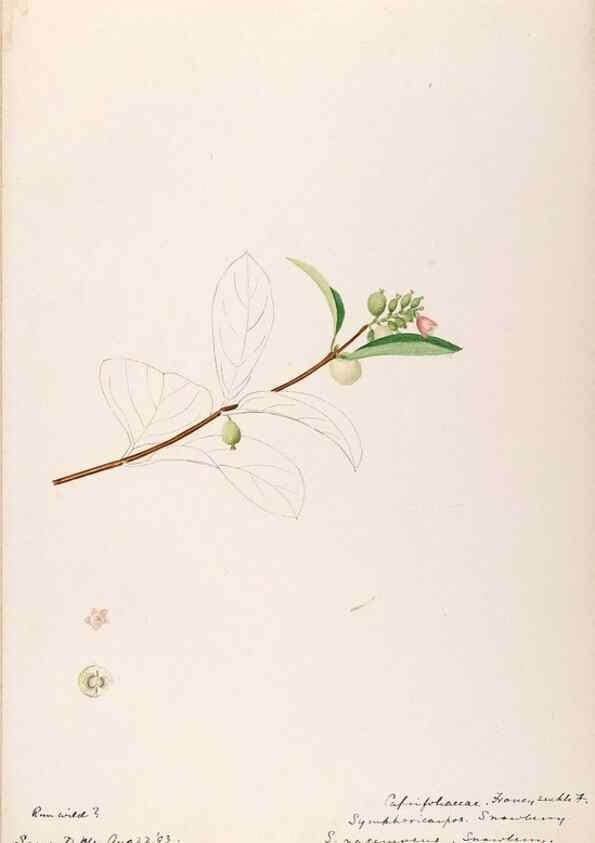 Reproducción/Reproduction 48789293946: [Water-color sketches of plants of North America and Europe]. . 
