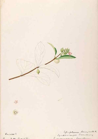 Reproducción/Reproduction 48789293946: [Water-color sketches of plants of North America and Europe]. . 