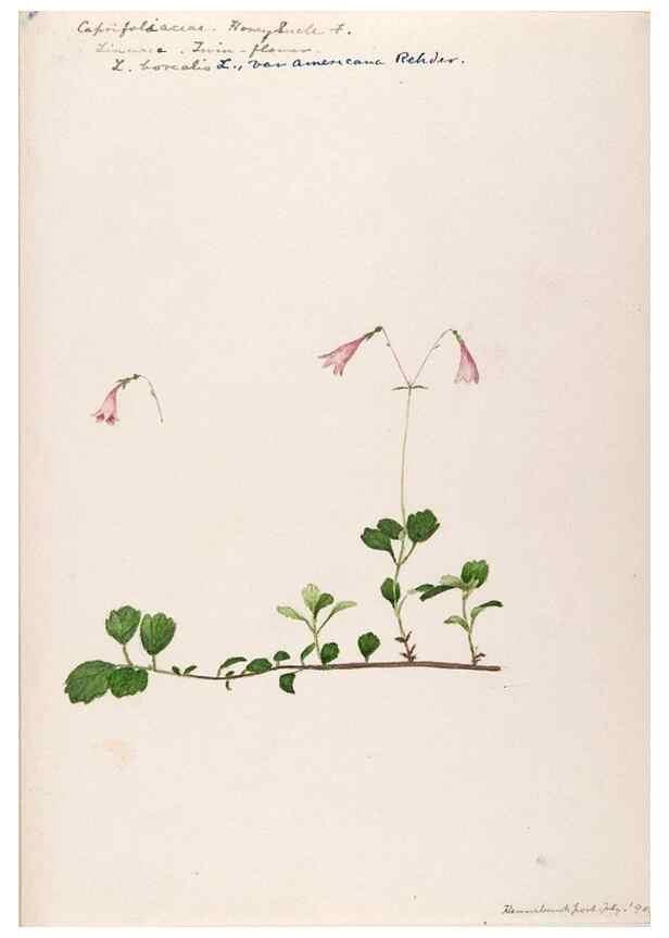 Reproducción/Reproduction 48789441752: [Water-color sketches of plants of North America and Europe]. . 