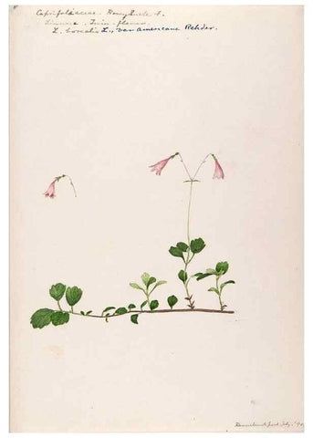 Reproducción/Reproduction 48789441752: [Water-color sketches of plants of North America and Europe]. . 