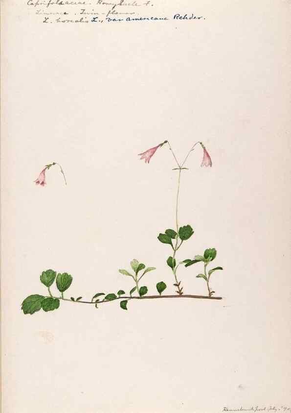 Reproducción/Reproduction 48789441752: [Water-color sketches of plants of North America and Europe]. . 