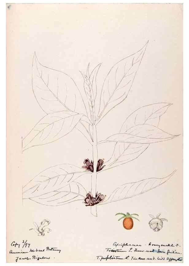 Reproducción/Reproduction 48788932963: [Water-color sketches of plants of North America and Europe]. . 