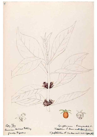 Reproducción/Reproduction 48788932963: [Water-color sketches of plants of North America and Europe]. . 