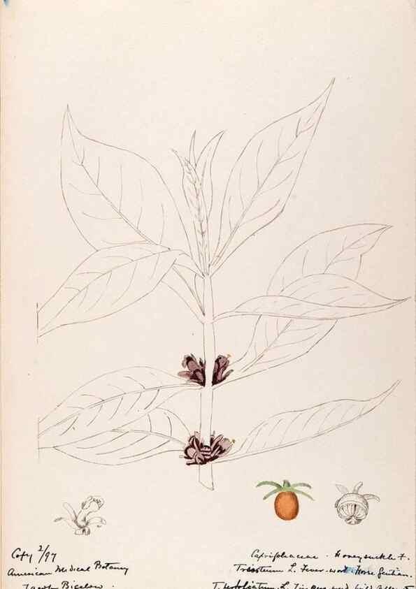 Reproducción/Reproduction 48788932963: [Water-color sketches of plants of North America and Europe]. . 