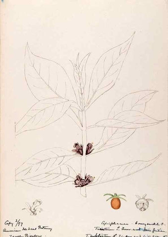 Reproducción/Reproduction 48788932963: [Water-color sketches of plants of North America and Europe]. . 