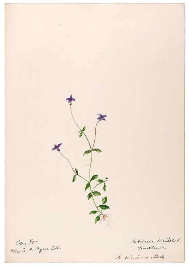 Reproducción/Reproduction 48788928678: [Water-color sketches of plants of North America and Europe]. . 