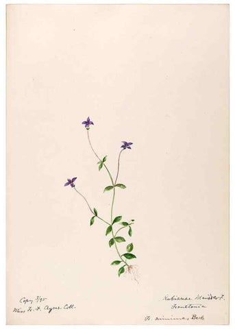 Reproducción/Reproduction 48788928678: [Water-color sketches of plants of North America and Europe]. . 