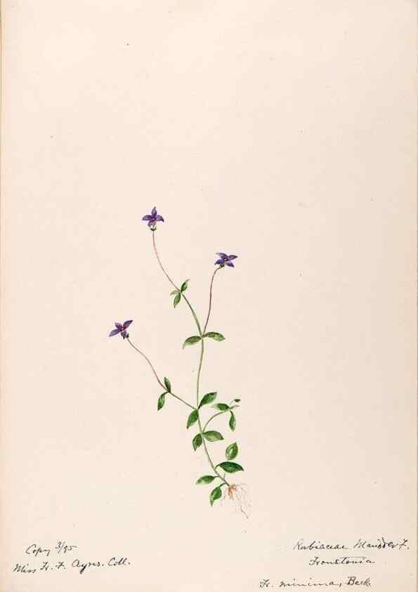 Reproducción/Reproduction 48788928678: [Water-color sketches of plants of North America and Europe]. . 